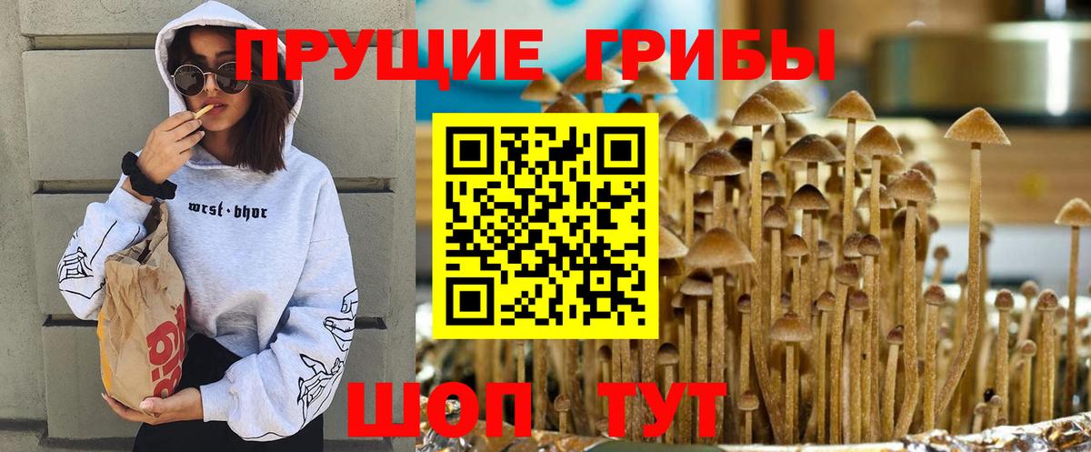 Назрань  Псилоцибиновые грибы прущие грибы  Вход с VPN 